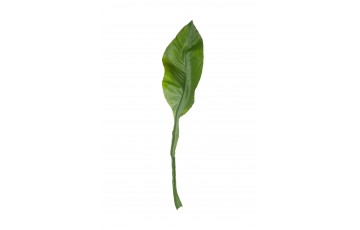 mazon Lily Leaf